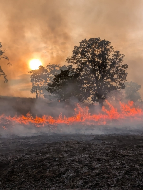 The Fire Factor: How High-Frequency Burning Spikes Native Deer Forage