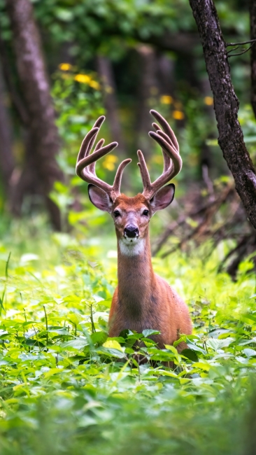 Do You See Deer, or Do They See You? The Science of Whitetail Vision