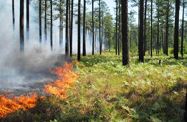 Heavy Thinning and Prescribed Fire Can Improve High-Protein Deer Forage in Pine Plantations