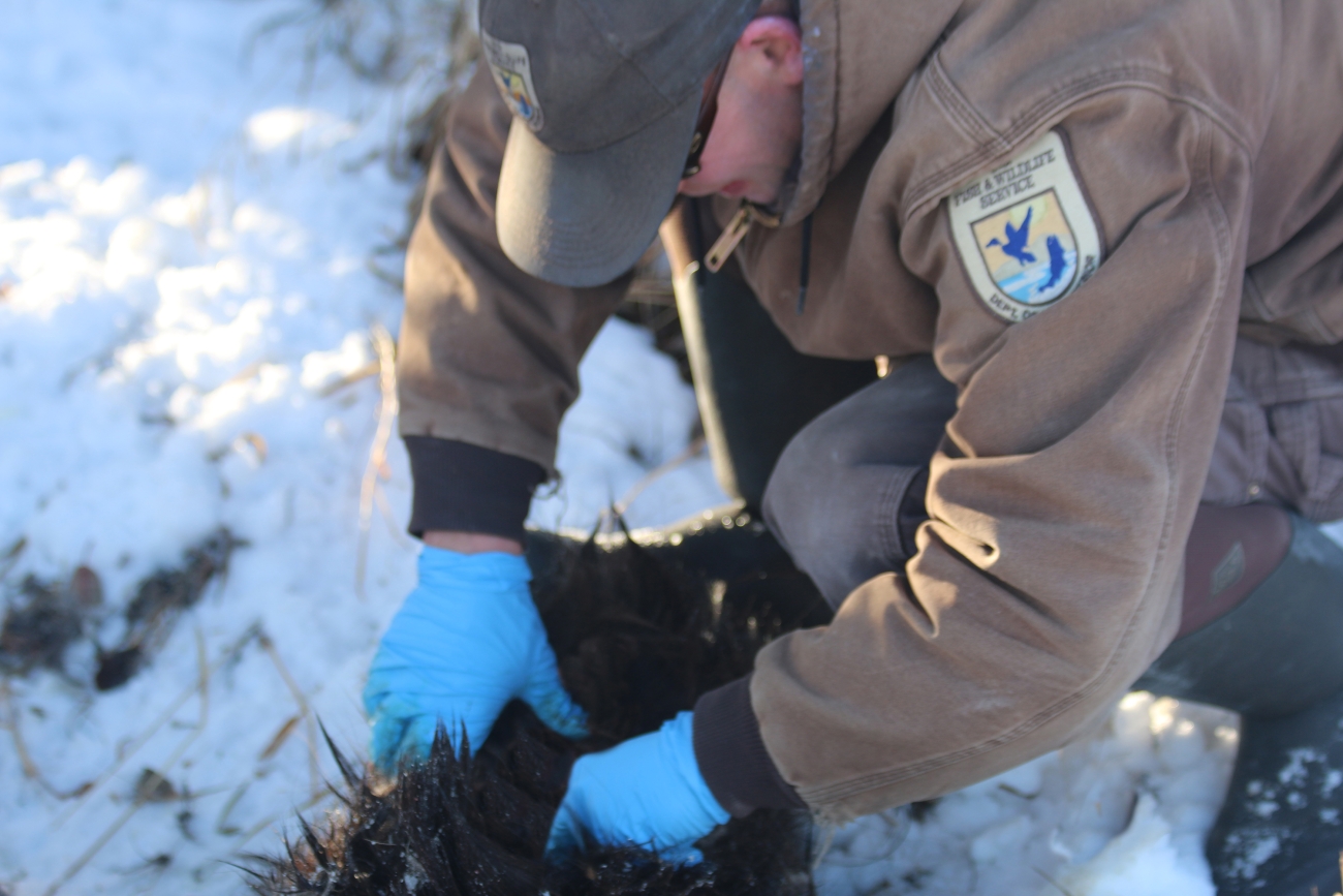 Silent Carriers: CWD Prions Found in the Blood of Healthy-Looking Wild Deer