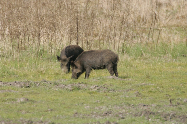 Do Deer Fear Wild Pigs More Than Coyotes? What a New Study Found