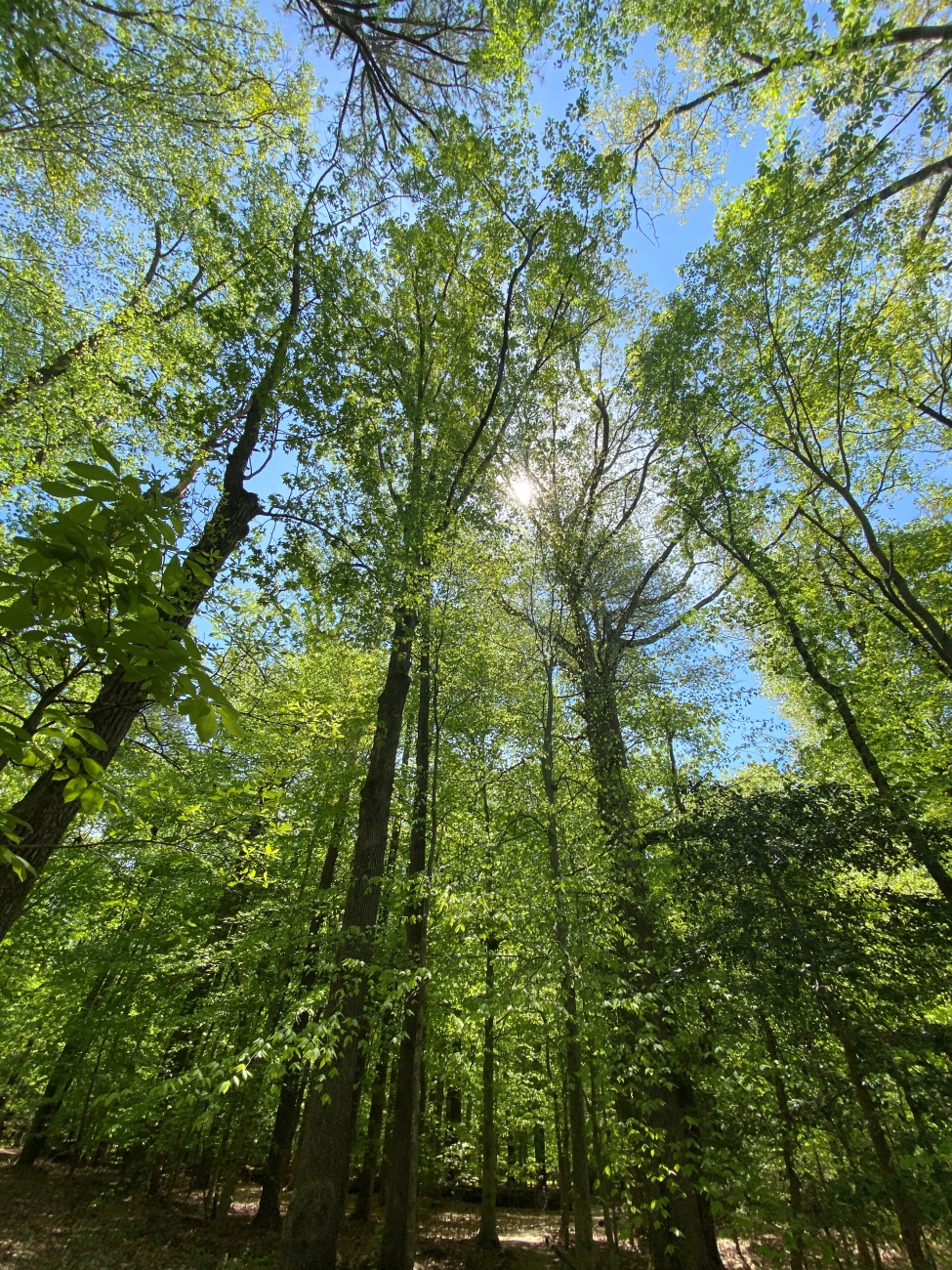 Are Deer Properties Producing Enough Natural Forage? What a 43-Property Study Found