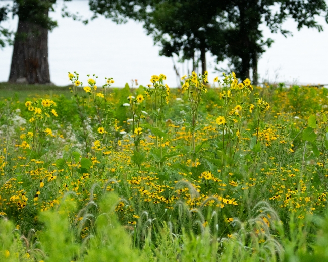 Do You Need Fertile Soil for Better Deer Forage? What a 16-State Study Found