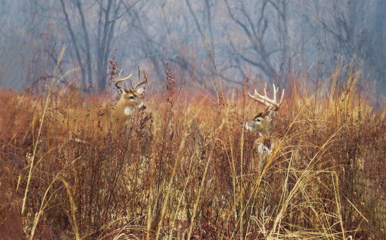 When Do Bucks Move Most During the Rut? What GPS Research Reveals