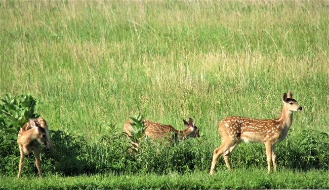 The Art of Avoidance: Why a Fawn’s Field of View Beats Thick Cover Against Coyotes